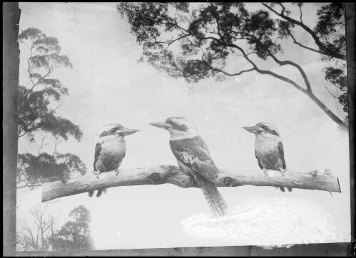 Three kookaburras on a branch, Australia, ca. 1935 [picture] / E.W. Searle