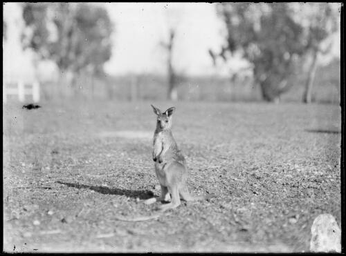 Joey, Australia, ca. 1935, 2 [picture] / E.W. Searle