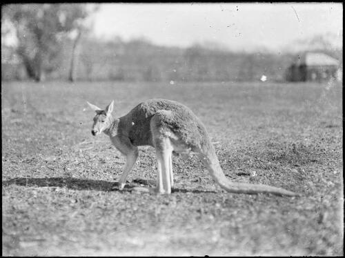 Adult kangaroo, Australia, ca. 1935 [picture] / E.W. Searle