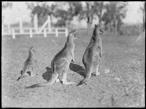 Two adult kangaroos and a joey, Australia, ca. 1935 [picture] / E.W. Searle