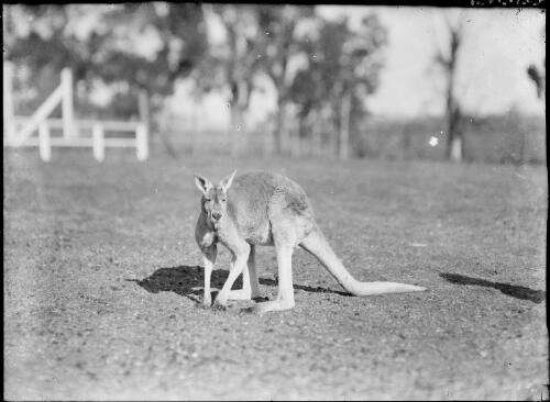 Kangaroo, Australia, ca. 1935 [picture] / E.W. Searle