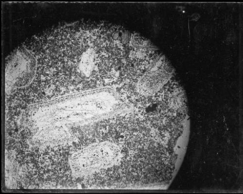 Magnified geological specimen, Australia, ca. 1935, 2 [picture] / E.W. Searle
