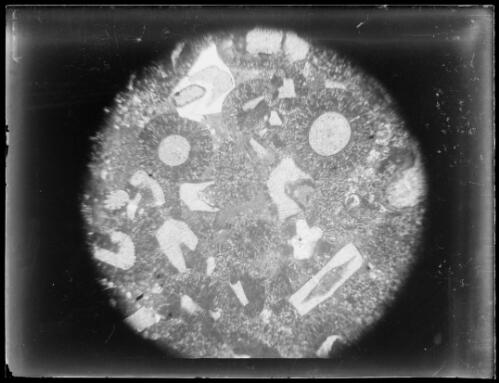 Magnified geological specimen, Australia, ca. 1935, 4 [picture] / E.W. Searle