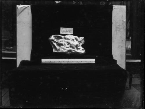 Gold nugget named Beauty found in 1858 at Kangaroo Gully, Sandhurst, Australia, 1 [picture] / E.W. Searle