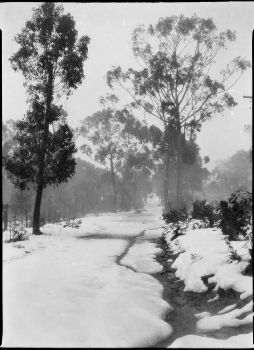 Trees and path in Winter in the Blue Mountains, New South Wales, ca. 1935 [picture] / E.W. Searle