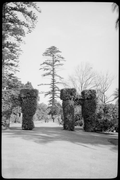 Wishing tree, Royal Botanic Gardens, Sydney, ca. 1935, 1 [picture] / E.W. Searle