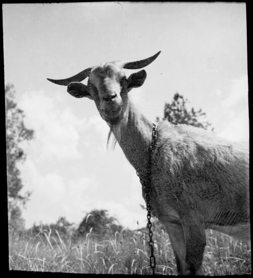 Goat, Australia, ca. 1935, 1 [picture] / E.W. Searle