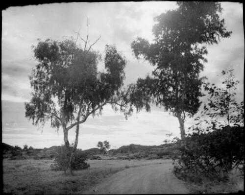Dirt road passing between trees, Australia, ca. 1935 [picture] / E.W. Searle