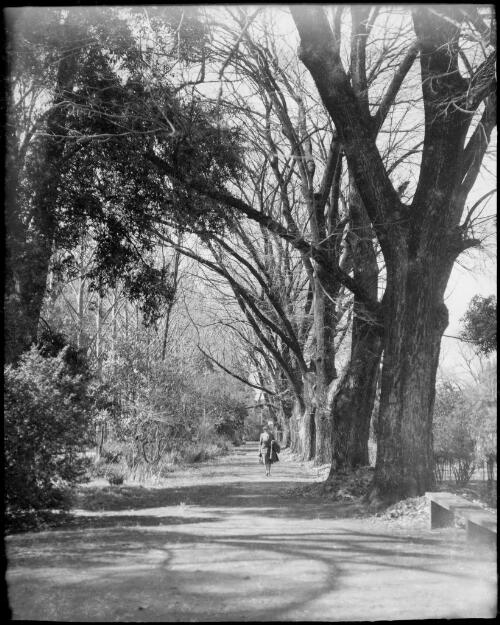 Mrs Searle standing on a tree lined road, Australia, ca. 1945 [picture] / E.W. Searle