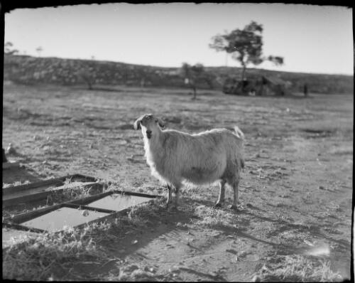 Goat, Australia, ca. 1935, 2 [picture] / E.W. Searle