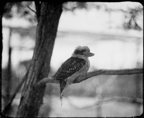 Kookaburra sitting on a tree branch, Australia, ca. 1935 [picture] / E.W. Searle