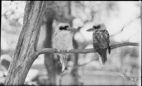 Two kookaburras sitting on a tree branch, Australia, ca. 1935 [picture] / E.W. Searle