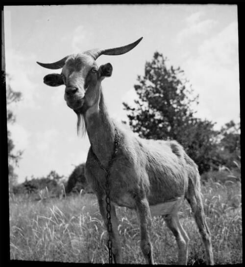 Goat, Australia, ca. 1935, 4 [picture] / E.W. Searle