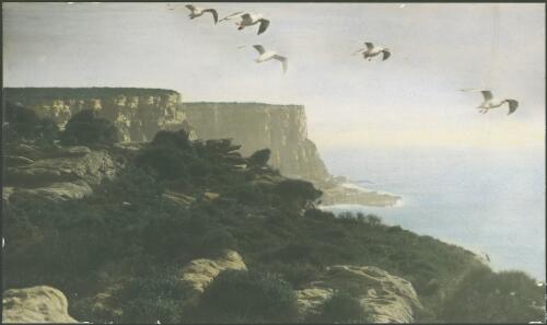Five seagulls flying over sea cliffs, Australia, ca. 1927 [picture] / E.W. Searle