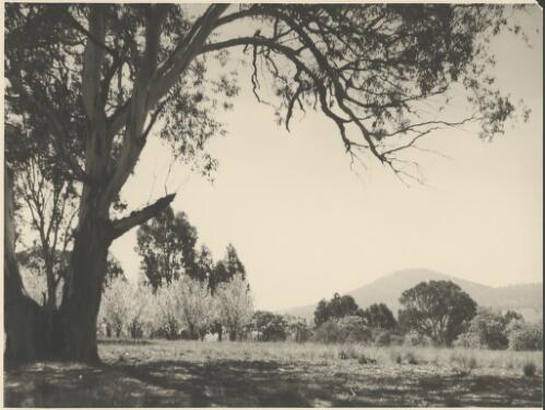 Gum trees with pear trees in blossom and Black Mountain in the background, Canberra, ca. 1949 [picture] / E.W. Searle