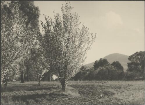 Pear trees in blossom with Black Mountain in the background, Canberra, ca. 1949 [picture] / E.W. Searle