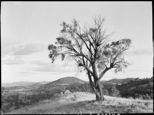 Gum tree with Black Mountain in the distance, Canberra ca. 1949 [picture] / E.W. Searle