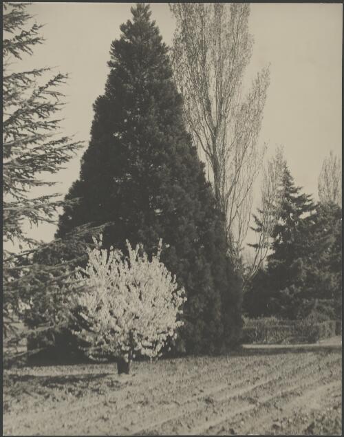 Tree in blossom in front of a fir tree, Canberra, ca. 1949 [picture] / E.W. Searle
