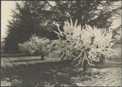 Two trees in blossom in front of fir trees, Canberra, ca. 1949 [picture] / E.W. Searle