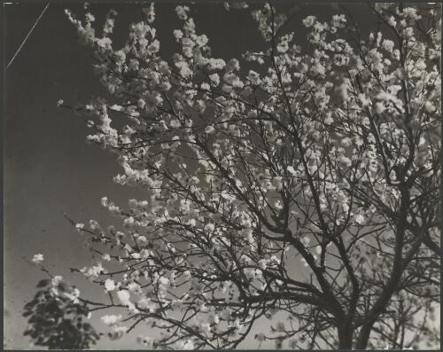 Close view of branches with blossom against the sky, Canberra, ca. 1949 [picture] / E.W. Searle
