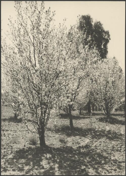 Trees with blossom, Canberra, ca. 1949 [picture] / E.W. Searle