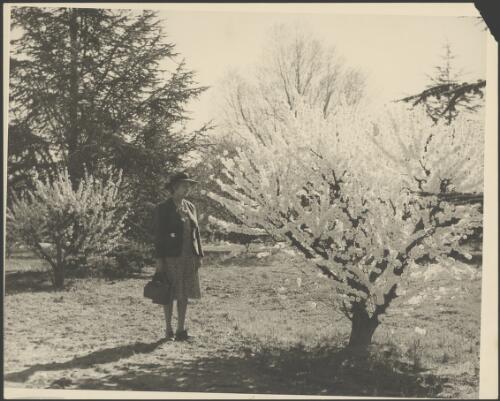 Mrs Searle standing beside a tree with blossoms, Canberra, ca. 1949 [picture] / E.W. Searle