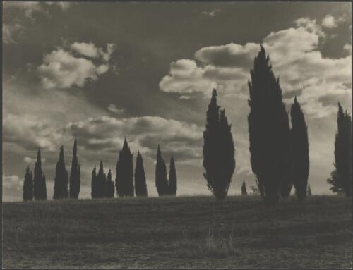 Trees on City Hill, Vernon Circle, Canberra, ca. 1949, 2 [picture] / E.W. Searle