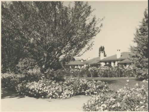 Front of the Hotel Canberra with roses, Commonwealth Avenue, Canberra, ca. 1949 [picture] / E.W. Searle