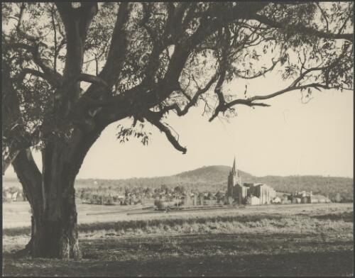 St. Andrew's Presbyterian Church with a gum tree in the foreground, State Circle, Canberra, ca. 1950 [picture] / E.W. Searle