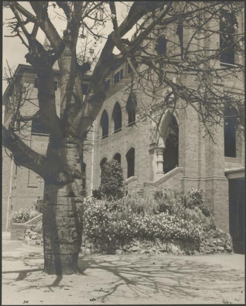 Tree and garden beside stairs leading into Stuartholme School, Toowong, Queensland, ca. 1949 [picture] / E.W. Searle