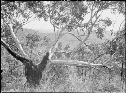 Blue Mountains, New South Wales, ca. 1945, 1 [picture] / E.W. Searle