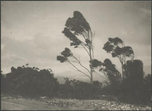 Blue Mountains, New South Wales, ca. 1945, 2 [picture] / E.W. Searle
