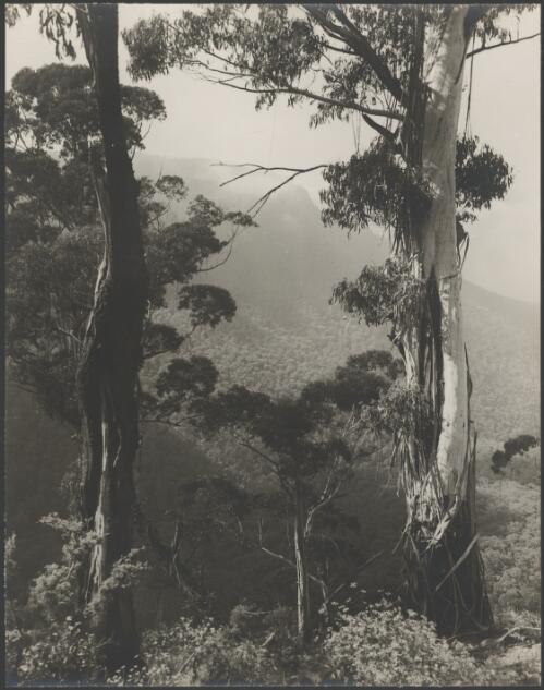 Kendumba Valley, Leura, New South Wales, ca. 1935, 10 [picture] / E.W. Searle