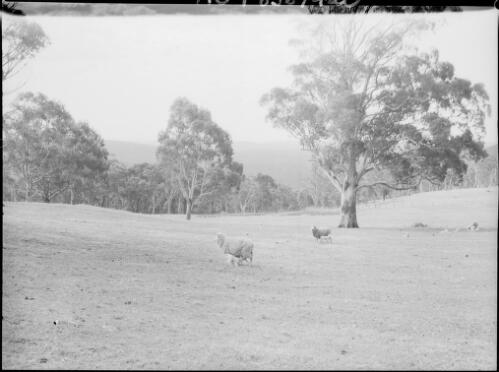 Sheep, Goulburn, New South Wales, ca. 1935, 1 [picture] / E.W. Searle