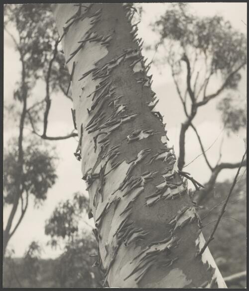 Paper bark eucalypt, Hawkesbury River, New South Wales, ca. 1935, 2 [picture] / E.W. Searle