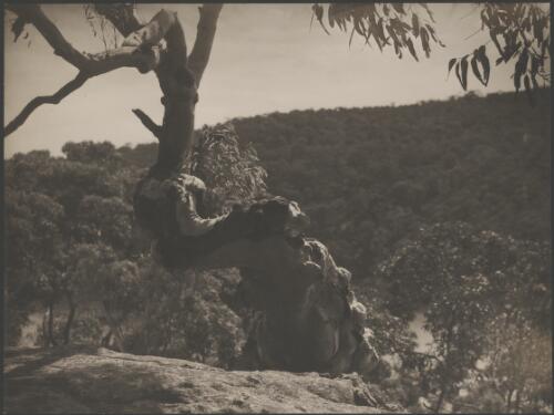 Gnarled eucalypt trunk, Hawkesbury River, New South Wales, ca. 1935, 1 [picture] / E.W. Searle
