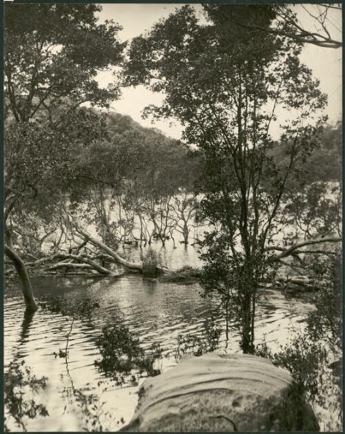 Trees growing in water, Hawkesbury River, New South Wales, ca. 1935 [picture] / E.W. Searle
