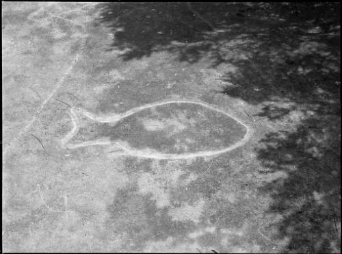 Rock carving of a snapper, Grotto Point, Sydney Harbour, ca. 1950, 3 [picture] / E.W. Searle