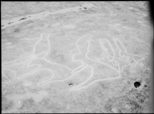 Rock carving of a four creatures resembling rabbits, Sydney region, ca. 1950, 2 [picture] / E.W. Searle