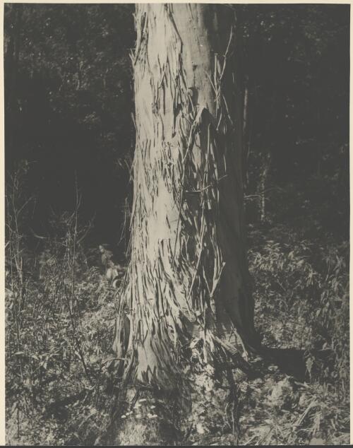 Trunk of a Sydney blue gum, eucalyptus saligna, Ourimbah, New South Wales, ca. 1935 [picture] / E.W. Searle