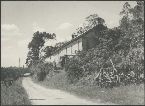 Vineyard, Yizzana, Portland Head, New South Wales, ca. 1945 [picture] / E.W. Searle