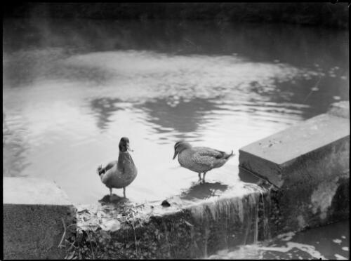 Two ducks, Royal Botanic Gardens, Sydney, ca. 1945, 1 [picture] / E.W. Searle