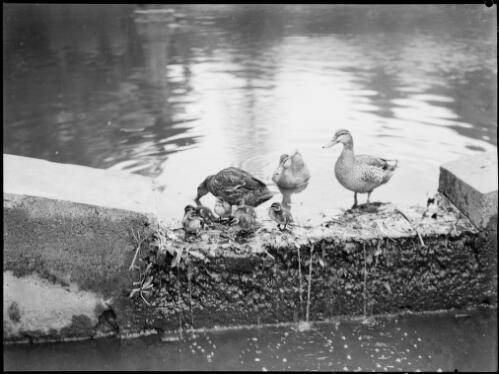Three ducks with ducklings, Royal Botanic Gardens, Sydney, ca. 1945 [picture] / E.W. Searle