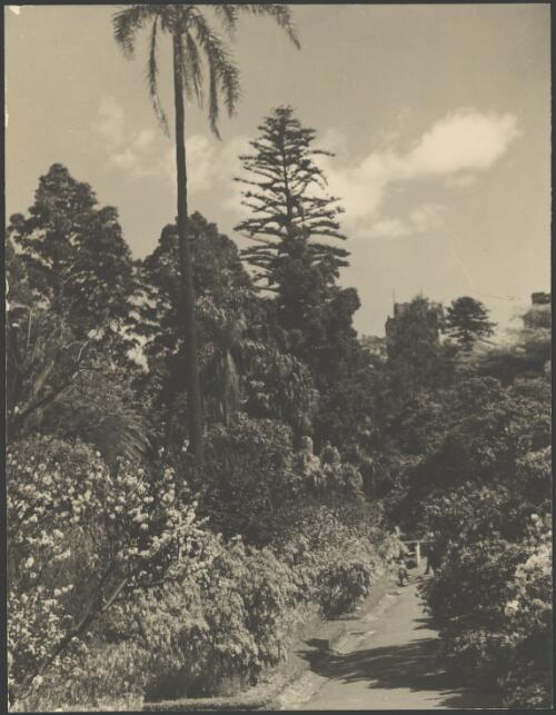 Site of first wheat grown in Australia, Royal Botanic Gardens, Sydney, ca. 1945 [picture] / E.W. Searle