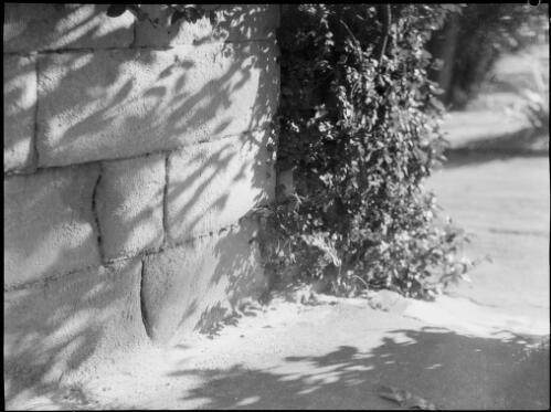 Stone wall, Royal Botanic Gardens, Sydney, ca. 1935 [picture] / E.W. Searle