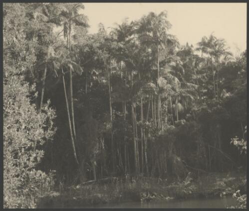 Stotts Island, Tweed River, New South Wales, ca. 1949 [picture] / E.W. Searle