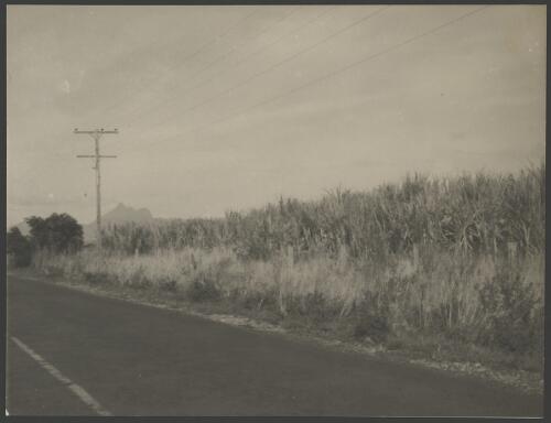 Sugarcane growing beside a road, near Tweed River, New South Wales, ca. 1949 [picture] / E.W. Searle