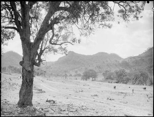 Bonnum Pic, Wollondilly River, New South Wales, ca. 1945, 6 [picture] / E.W. Searle
