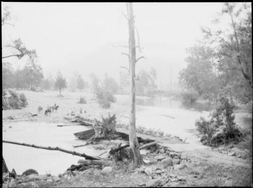Sheep crossing Barrallier Crossing, Wollondilly River, New South Wales, ca. 1945, 1 [picture] / E.W. Searle