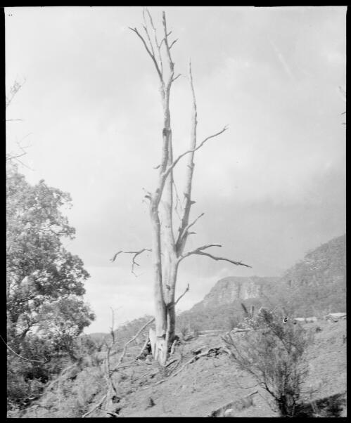 Dead tree near Barrallier Crossing, Wollondilly River, New South Wales, ca. 1945 [picture] / E.W. Searle